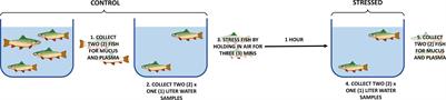 High Throughput Sequencing of MicroRNA in Rainbow Trout Plasma, Mucus, and Surrounding Water Following Acute Stress